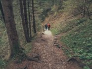 Visão traseira dos caminhantes admirando a vista enquanto caminham no caminho entre a área selvagem em Dolomites, Itália — Fotografia de Stock