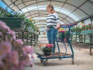 Femme adulte debout avec chariot et choisir des fleurs dans une serre vide le jour ensoleillé — Photo de stock