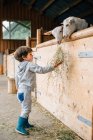 Задний вид заботливого ребенка в синих резиновых сапогах, кормящихся из рук милых пушистых коз за деревянной ручкой — стоковое фото