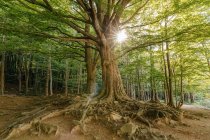 Árvore no meio da floresta com o sol no fundo — Fotografia de Stock