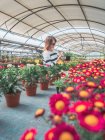 Woman studying flowers in greenhouse — Stock Photo