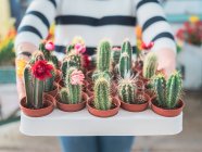 Cropped image of woman holding tray with blooming cactus plants in pots on blurred background — Stock Photo