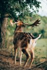 Young wapiti chewing green leaves while grazing on blurred background of nature — Stock Photo