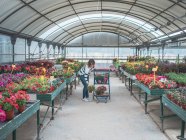 Donna in camicetta a righe mettere vasi da fiori nel carrello della spesa sul mercato dei fiori nella giornata di sole — Foto stock