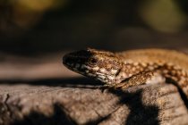 Крупним планом маленька сіра ящірка дивиться з багажника в лісі — стокове фото