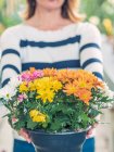 Cropped image of woman holding flowerpot with multicolored chrysanthemums on blurred background — Stock Photo
