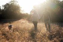 Rückenansicht des Paares, das Hand hält und mit Hund in goldenem, ländlichem Feld mit hellem Sonnenuntergang spazieren geht — Stockfoto