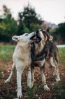Dogs playing biting each other standing in nature — Stock Photo