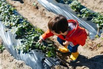 From above kid in red raincoat and yellow rubber boots touching green plants on garden bed in bright sunlight — Stock Photo