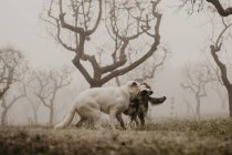 Люті вовки кусати один одного в той час як боротьба поблизу безгорні дерева в природі — Stock Photo