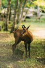 Young wild gazelle standing near mossy stump on sunny day in grove — Stock Photo