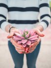 Cropped image of woman holding pink and green succulent by manicured hands outdoors — Stock Photo