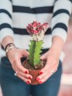 Cropped image of woman with manicure holding potted succulent with white and red flower on top on blurred background — Stock Photo