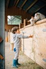 Back view of caring kid in blue rubber boots feeding from hand cute fluffy goats behind wooden pen — Stock Photo