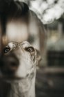 Nahaufnahme neugieriger Windhund, der Nase an Glas drückt, während er zu Hause aus dem Fenster schaut — Stockfoto