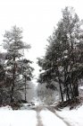 Estrada do campo coberta com neve branca passando por tranquila floresta de coníferas — Fotografia de Stock
