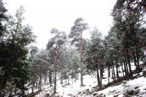 Bosque de coníferas cubierto de nieve en invierno - foto de stock