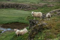 Manada de ovejas de pie en el escenario rocoso y verde en la naturaleza - foto de stock