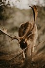Giovani wapiti masticano foglie verdi da terra mentre pascolano su sfondo sfocato della natura — Foto stock
