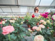 Donna che sceglie le piante per il giardino sul mercato dei fiori — Foto stock