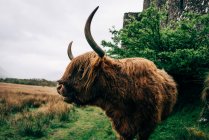 Enorme yak zenzero in piedi sul prato verde contro l'edificio in pietra invecchiata, Scozia — Foto stock