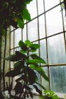 Green plants and bushes inside of old greenhouse with big arched windows, Scotland — Stock Photo