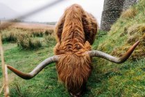 Énorme pâturage de yak de gingembre sur une pelouse verte contre un bâtiment en pierre vieilli, Écosse — Photo de stock