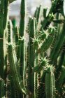 Gran manojo de cactus verdes espinosos creciendo juntos a la luz del sol, Escocia - foto de stock