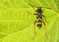 Primo piano di scarabeo cornuto a quattro bande con macchie nere e gialle sedute su foglie verdi — Foto stock