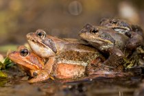 Closeup of stacked frogs in water on blurred background — Stock Photo