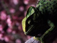 Nahaufnahme eines Chamäleons, das auf einem Ast auf verschwommenem Hintergrund sitzt — Stockfoto