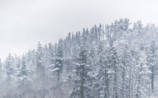 Beautiful valley with coniferous woods on mountain slope in heavy snowstorm — Stock Photo