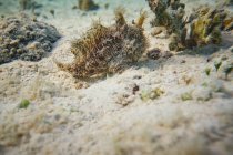 Волосатая лягушка плавает на песчаной глубине в чистой кристаллической воде — стоковое фото