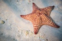 Bolla rossa stelle marine sulla profondità sabbiosa sotto l'acqua limpida — Foto stock
