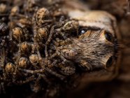 Giftige Vogelspinnen krabbeln auf tierischer Beute — Stockfoto