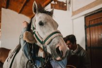 De baixo de cavalo de raça pura branco em arnês com as pessoas preparando-se antes do passeio na fazenda — Fotografia de Stock