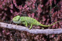 Green spotted lizard resting on tree with pink flowers on background — Stock Photo