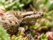 Closeup of python snake curled on blurred background — Stock Photo