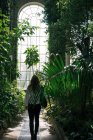Вид сзади женщины, идущей между зелеными растениями и деревьями внутри старого теплицы с высоким потолком и арочным окном, Шотландия — стоковое фото