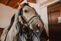 De baixo de cavalo de raça pura branco em arnês com as pessoas preparando-se antes do passeio na fazenda — Fotografia de Stock