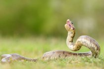 Serpiente pitón rizada en el suelo sobre fondo borroso - foto de stock