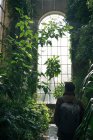 Вид сзади человека с рюкзаком, идущего между зелеными растениями и деревьями внутри старого теплицы с высоким потолком и арочным окном, Шотландия — стоковое фото
