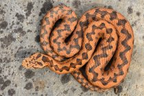 Плямиста змія лежить на забрудненому фоні асфальту на відкритому повітрі — стокове фото