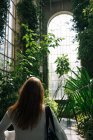 Back view of woman walking between green plants and bushes inside of old greenhouse with high ceiling and arched window, Scotland — Stock Photo