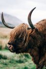 Gros plan de yak de gingembre regardant loin dans la nature — Photo de stock