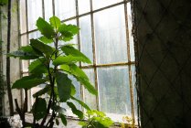 Plantas verdes y arbustos dentro del viejo invernadero con grandes ventanas arqueadas, Escocia - foto de stock