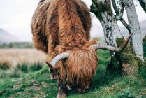 Gingembre énorme yak pâturage sur la pelouse verte dans la campagne — Photo de stock