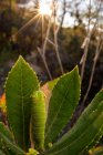Close-up de lagarto verde sentado na planta — Fotografia de Stock