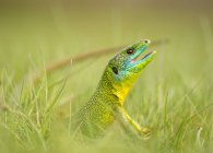 Primer plano de lagarto con la boca abierta mirando hacia fuera de la hierba verde - foto de stock