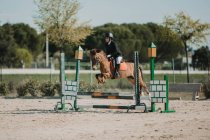 Побочный вид подростка-жокея на лошади, прыгающего через горизонтальные деревянные решетки во время езды на ипподроме — стоковое фото